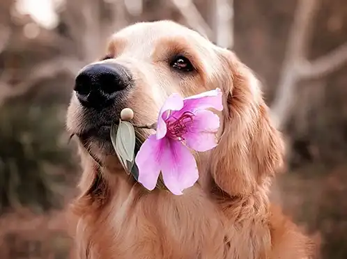 Golden retriever holding a pink flower in its mouth.