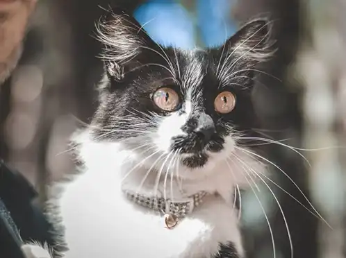 Fluffy white and black cat looking off to the side.