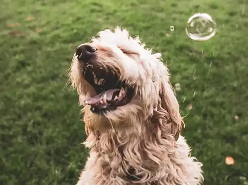 Fluffy white dog playing with bubbles outside.