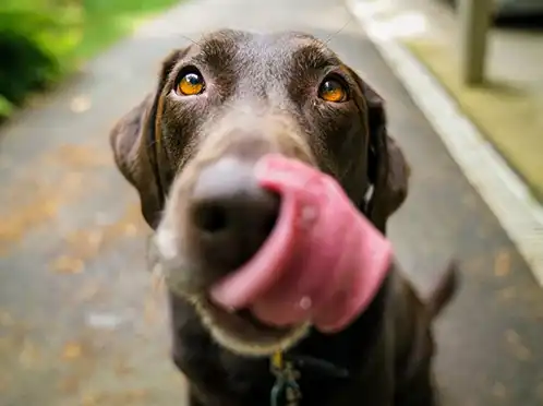 Chocolate labrador licking his nose.