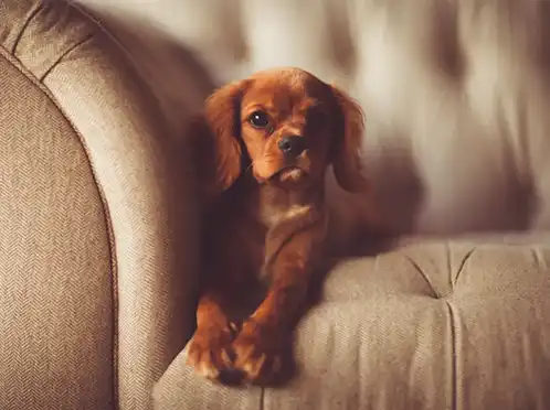 Small fluffy brown dog sitting on a tan couch.