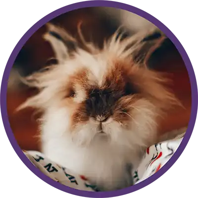 Brown and white bunny