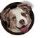 Dog Articles