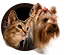 General Pet Articles