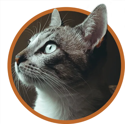 Gray cat looking up.