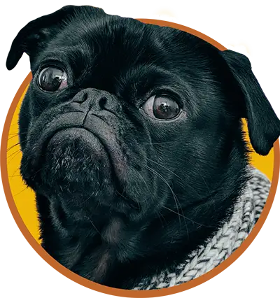 Black pug sitting.