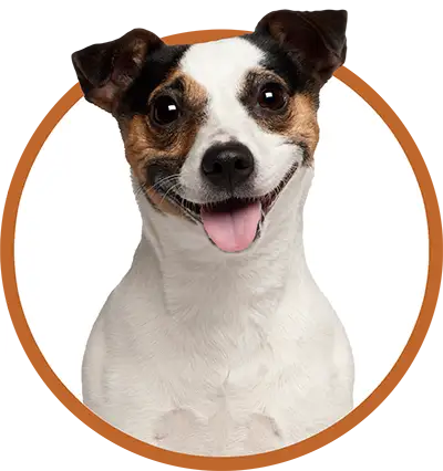 Jack Russell terrier sitting.