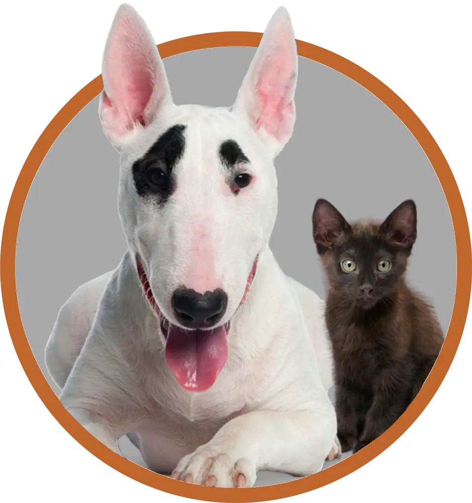 American Bulldog and black kitten sitting.