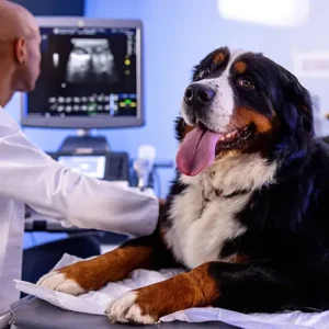Wellness & Vaccinations