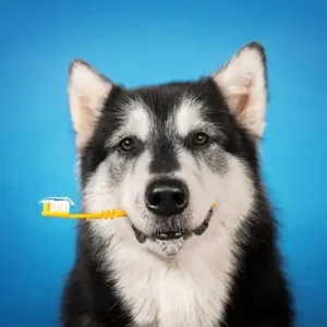 Dentistry