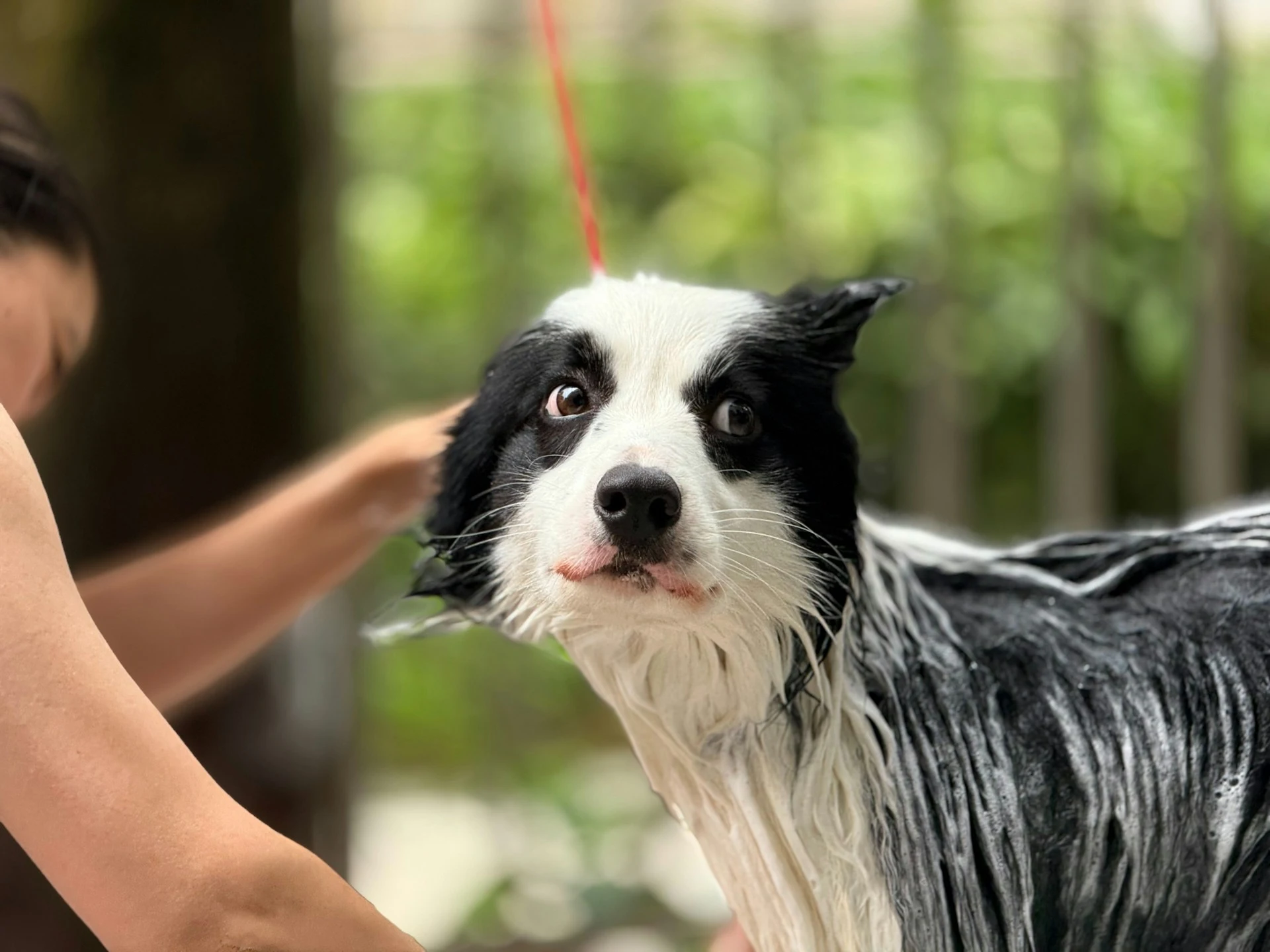 Black and white dog getting bathed