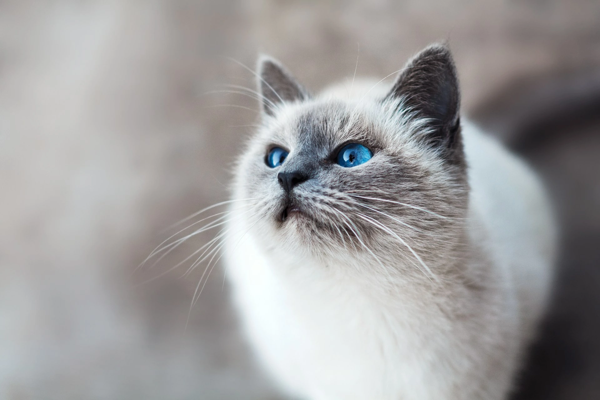 Fluffy Siamese cat against blurred background