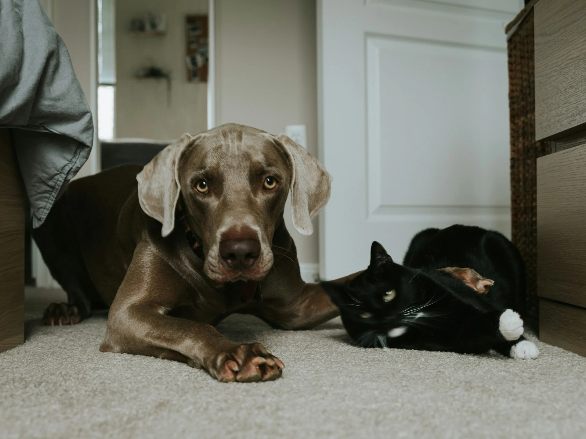 Brown dog and black cat on gray rug