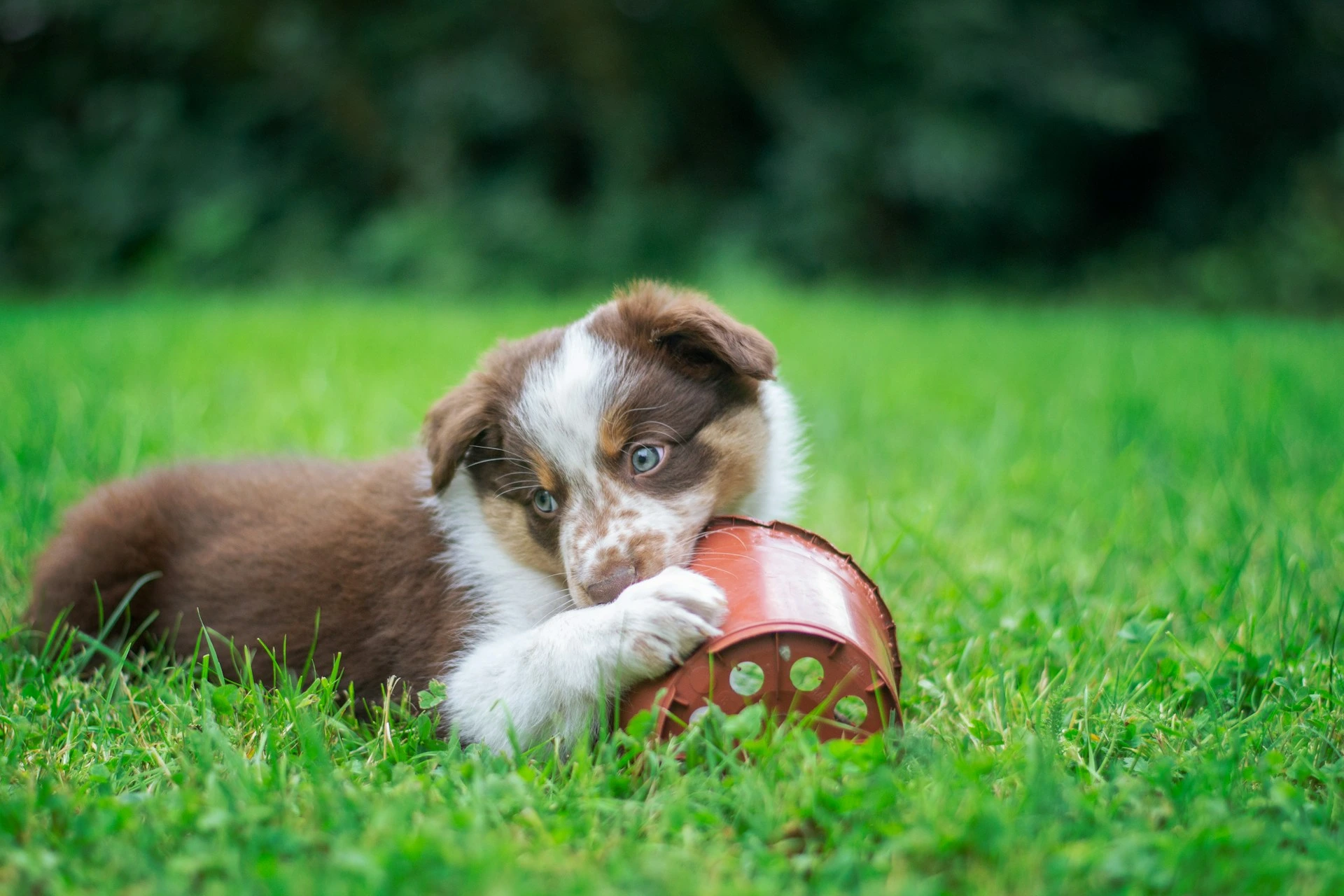 An Australian Shepherd puppy lies in the green grass, playfully biting a plastic flower pot.