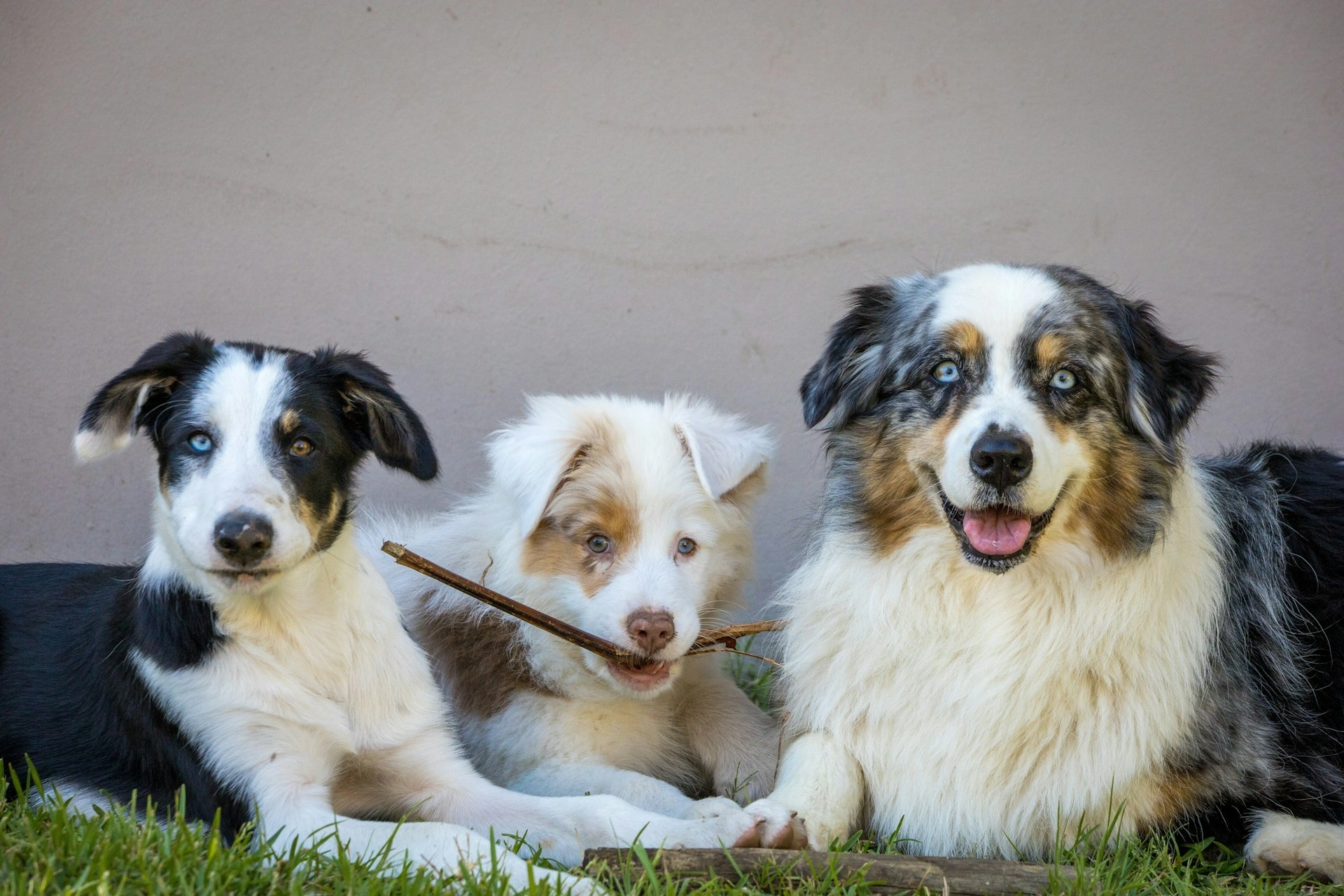 Three Australian Shepherds lie side-by-side on the grass.