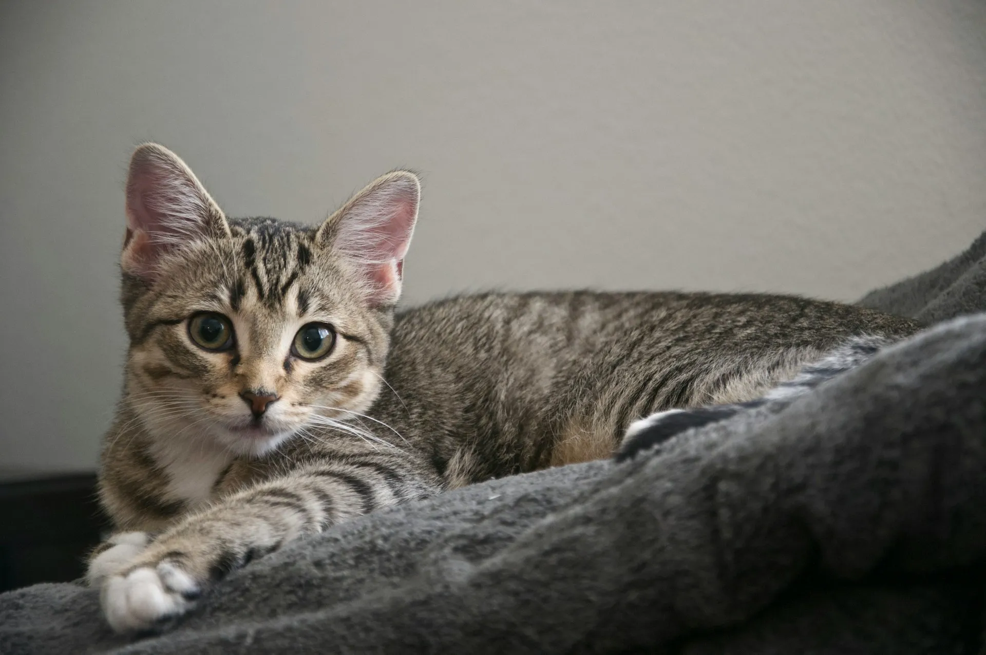 A close-up shot of a tabby kitten resting on a blanket and looking directly forward.