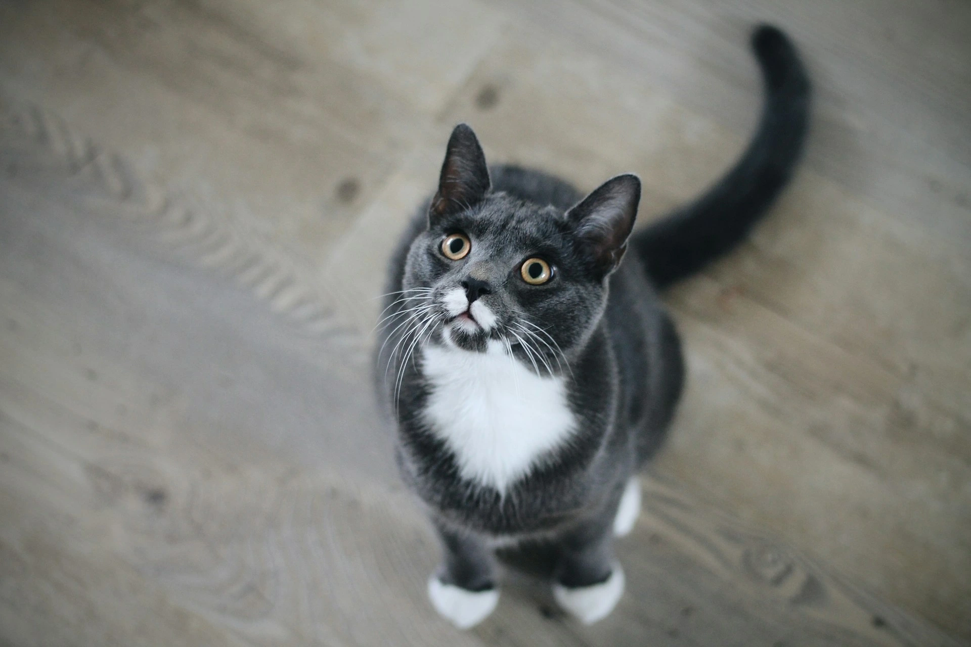 A gray and white tuxedo cat looking straight up, sitting on a light wooden floor.