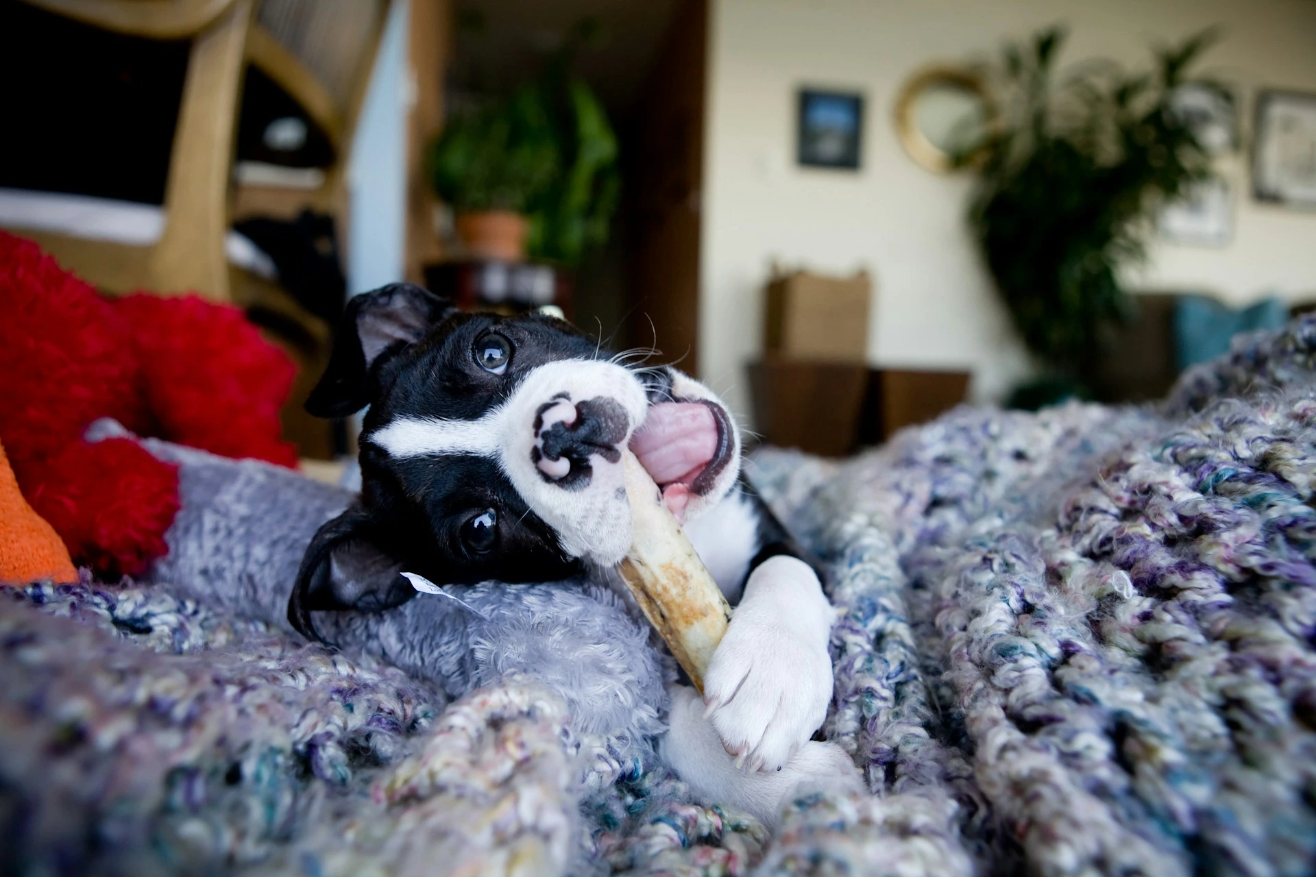 A Boston Terrier puppy lying on a knit blanket, playfully tilting its head while chewing on a bone.