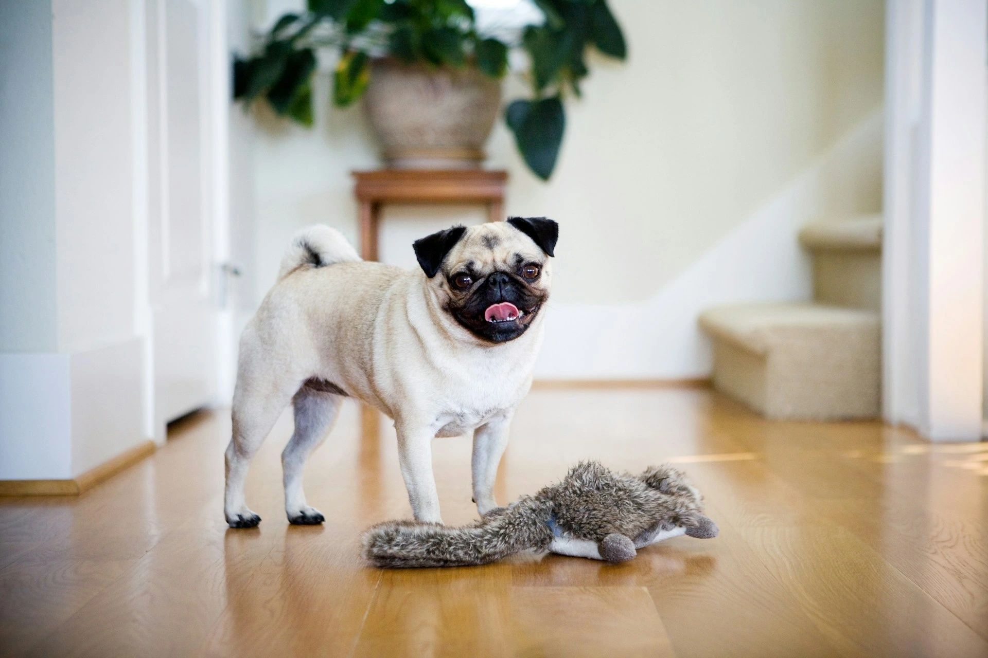 A pug standing on a hardwood floor next to a plush squirrel toy.