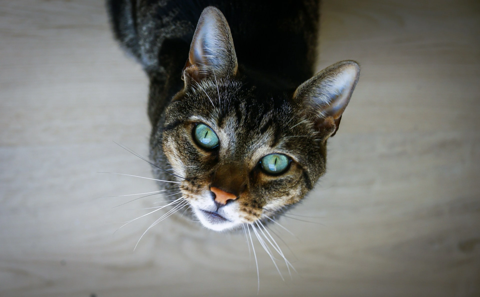 A high-angle shot of a tabby cat against a light wooden floor background.