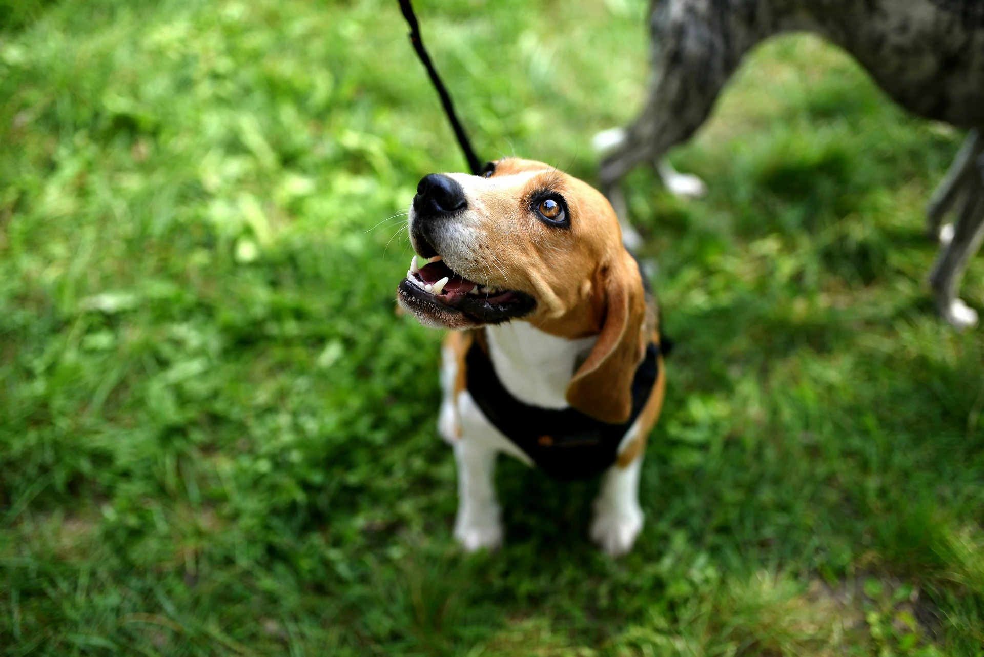 A high-angle shot of a Beagle wearing a black harness with its mouth slightly open on a green lawn.