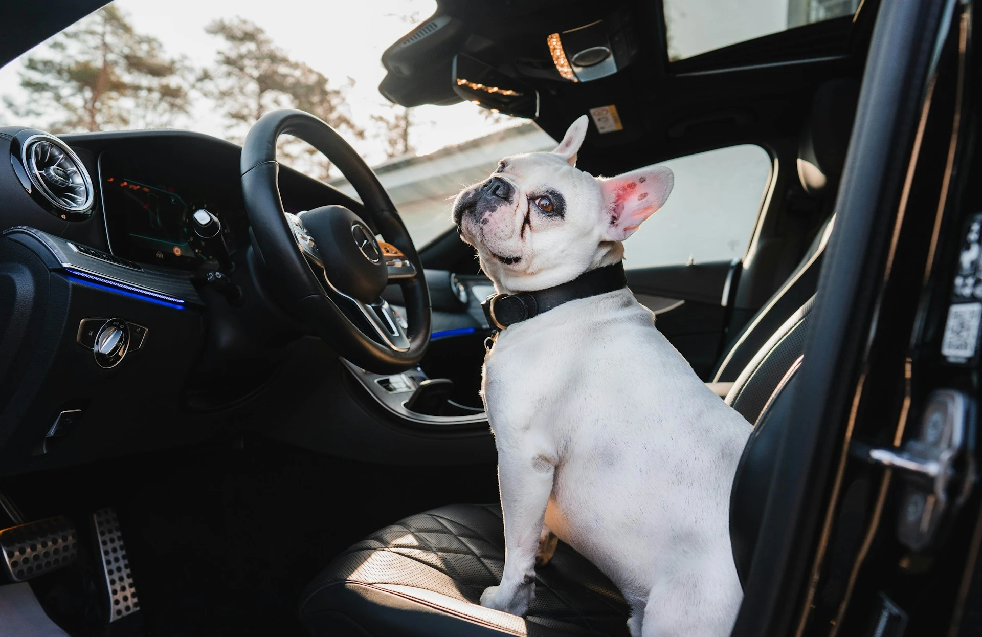 A French Bulldog sits in the driver's seat of a car, looking back over its shoulder.