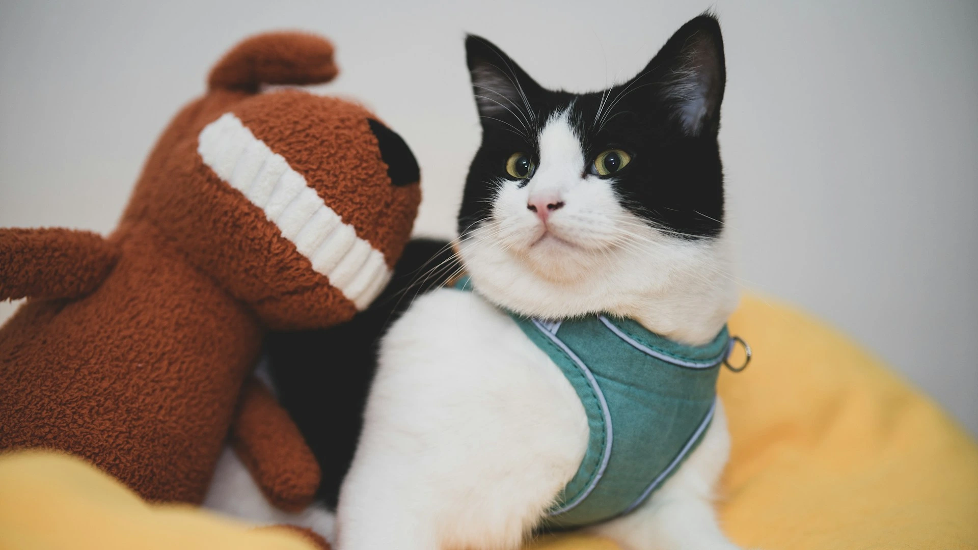 A black and white tuxedo cat while sitting on a yellow surface next to a brown plush toy.
