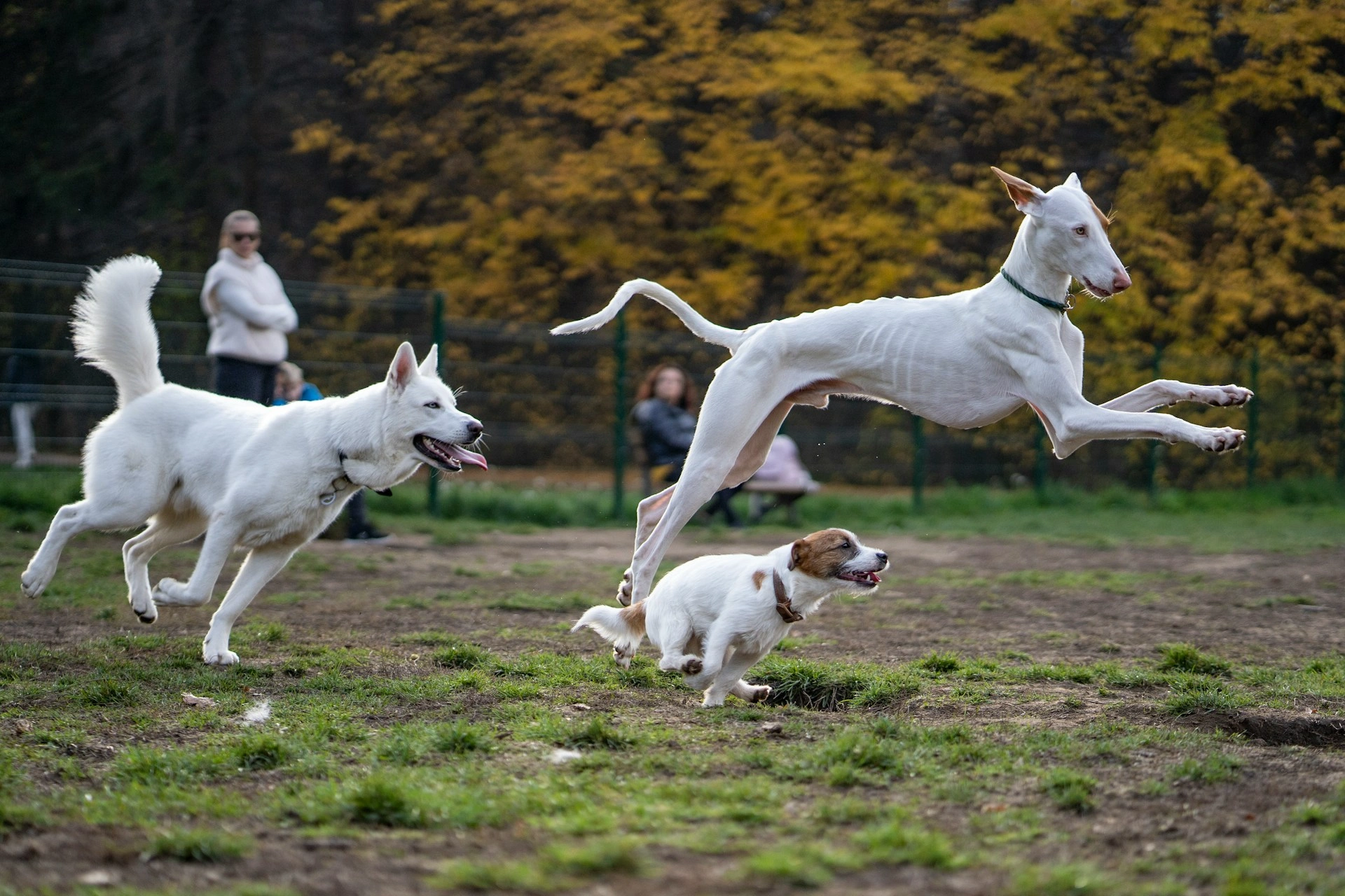 A white sighthound leaps mid-air over a Jack Russell Terrier, while a white husky-mix dog chases closely behind them on a grassy field at a dog park.