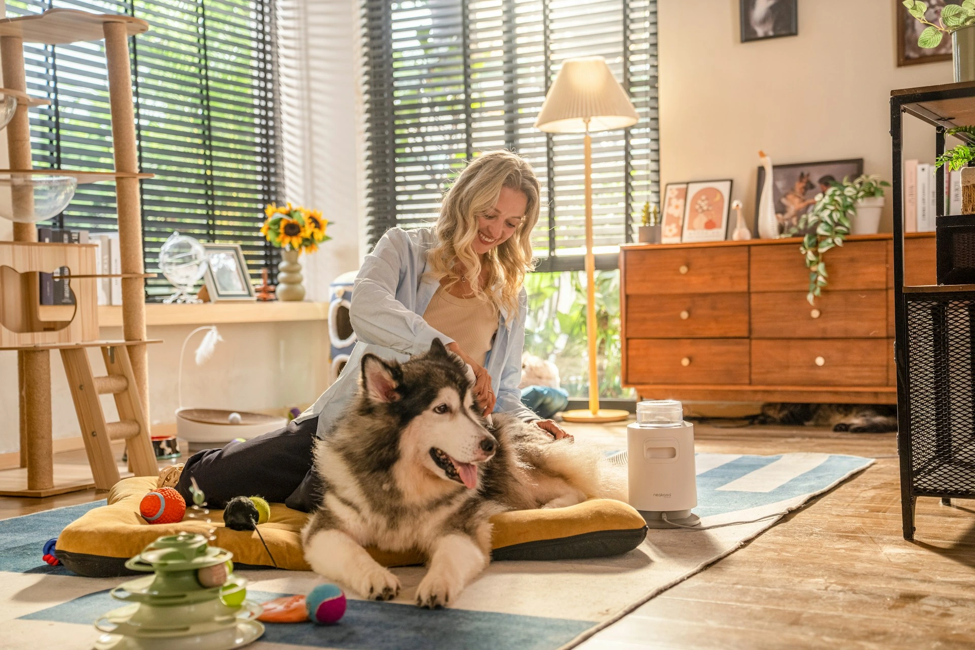 A woman sits on the floor of a sunny living room, grooming a large Alaskan Malamute.