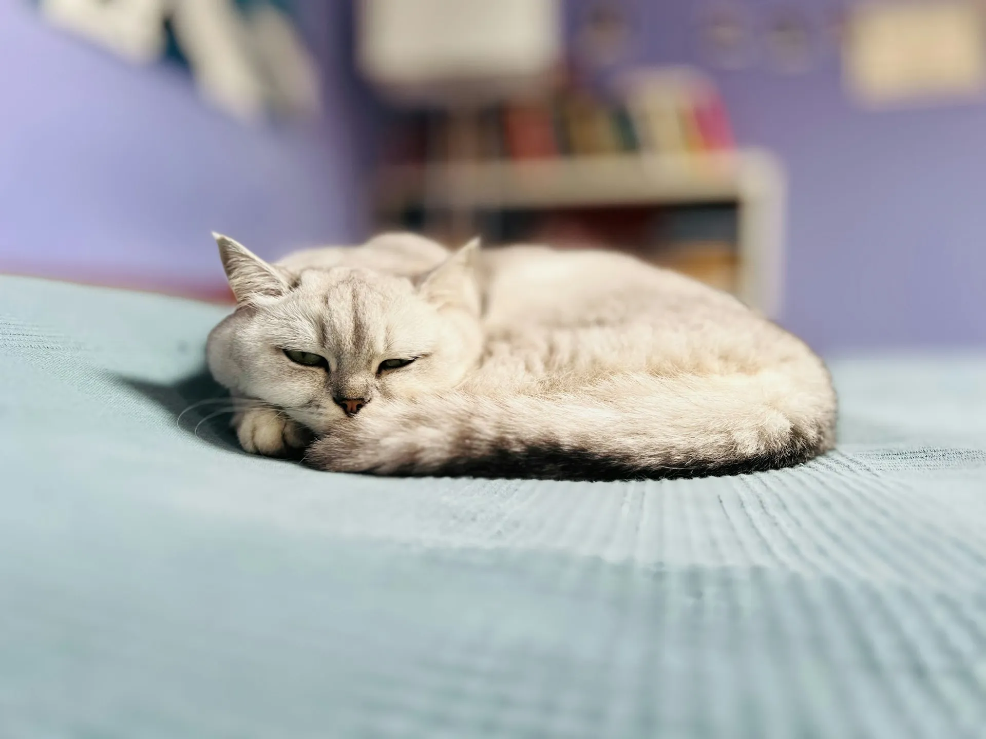 A light gray tabby cat curled up on a blue blanket.