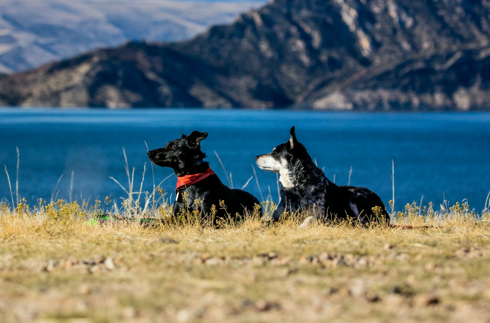 Two dogs lie side-by-side in a grassy field looking out over a vibrant blue lake with large mountains in the background.