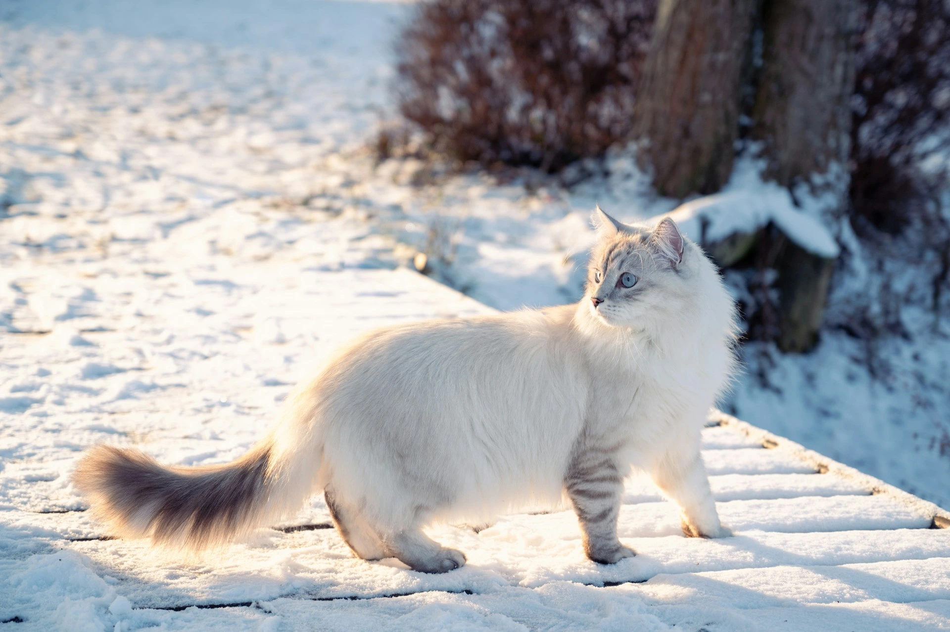 A cat stands on a snow-covered wooden path, looking back over its shoulder in the winter sunlight.