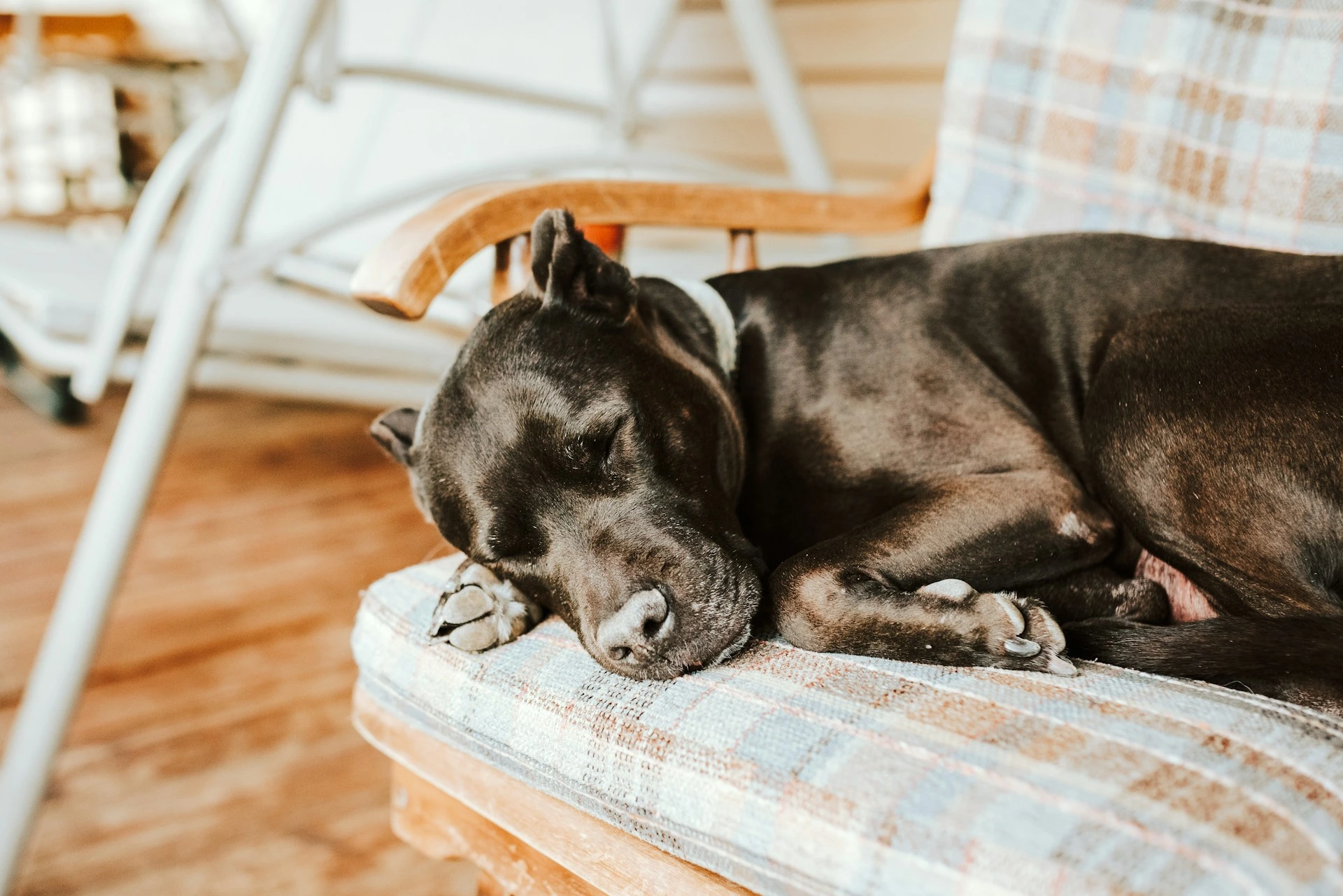 A black dog sleeping curled up on a plaid-patterned cushion of a wooden porch chair.