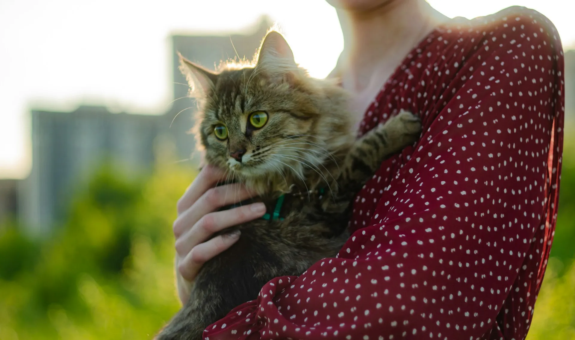 A cat being held by a person with sunlight illuminating the cat's fur against a blurred city background