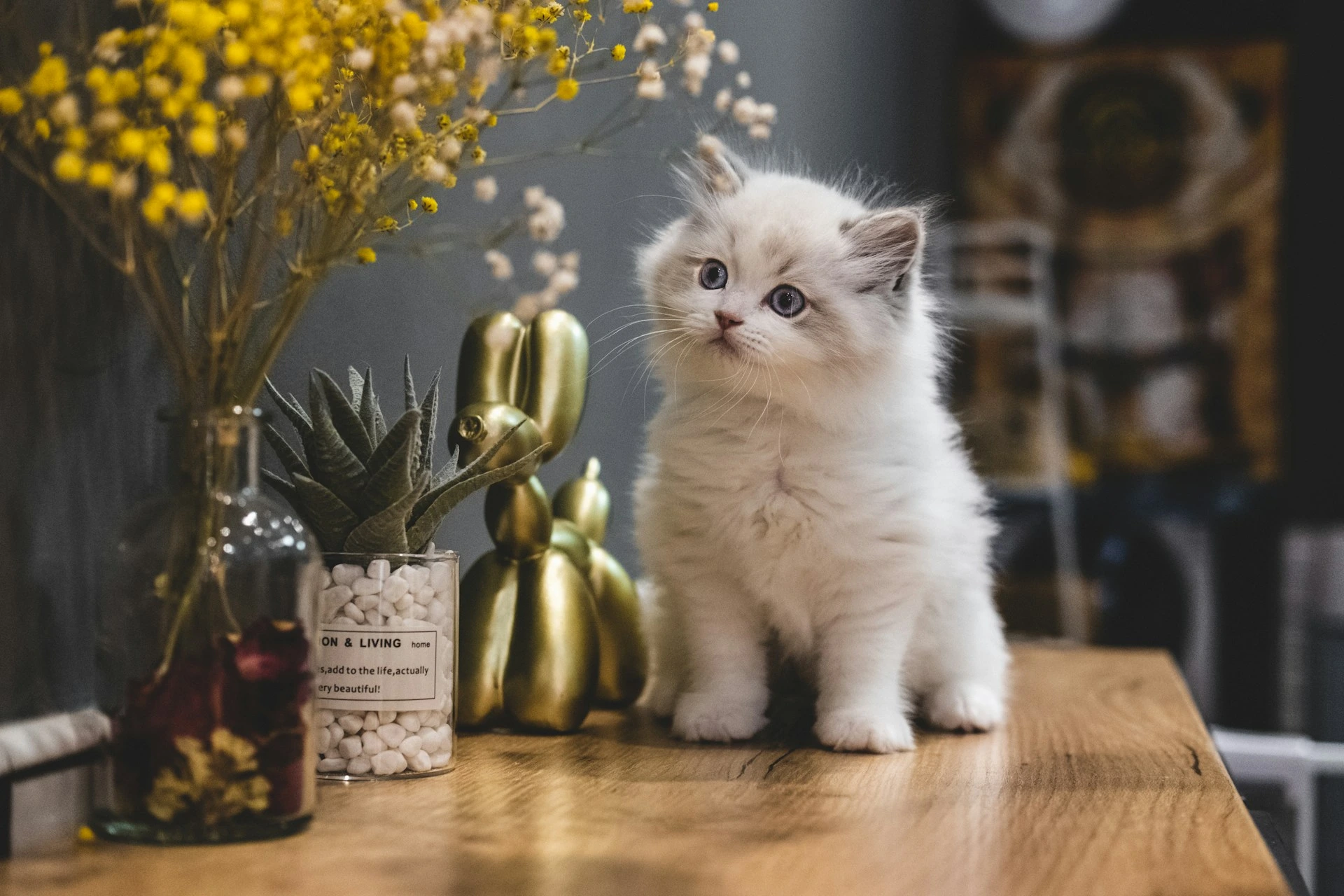 A white kitten sits on a wooden tabletop next to some home decorations.