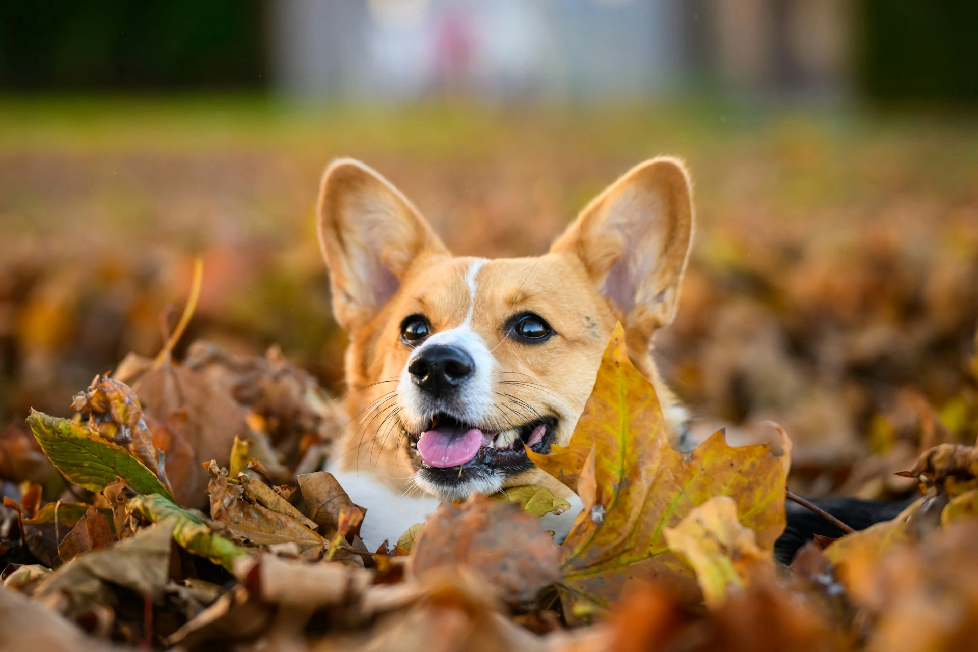 A Pembroke Welsh Corgi resting amidst a thick pile of autumn leaves.